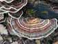 Lepketapló (Trametes versicolor), Budai-hegység